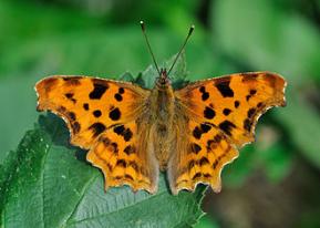 Comma (butterfly), the brush-footed butterfly Polygonia c-album